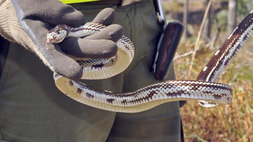 Aprobada la estrategia contra la presencia de serpientes invasoras en Canarias