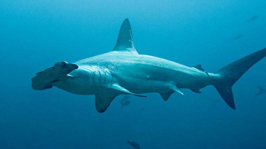 Capturan un tiburón martillo en aguas de Fuerteventura