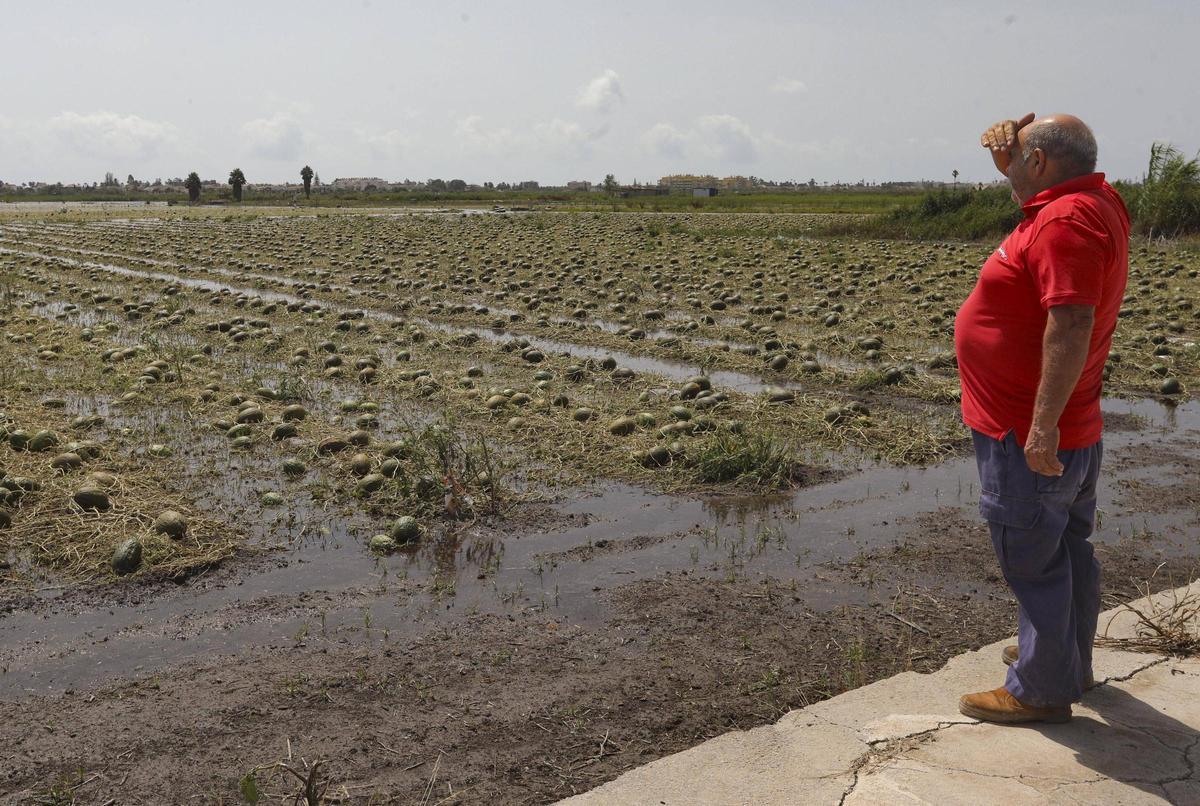 Efectos del temporal del 12 de julio en zona agrícola de marjal.