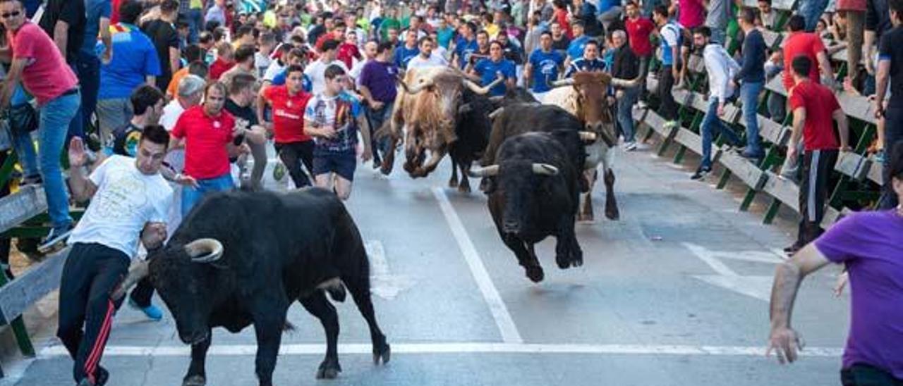 Canals consultará sobre los &quot;bous al carrer&quot;