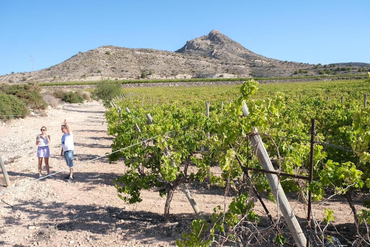 Viñedos en la comarca del Vinalopó.