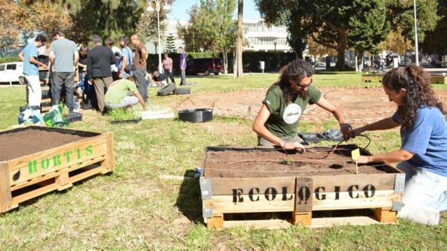 Los alumnos plantan las hortalizas en el campus de Alfonso XIII.