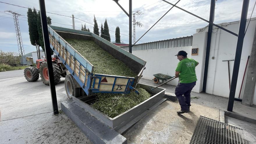 El aceite de Castellón, un producto inigualable