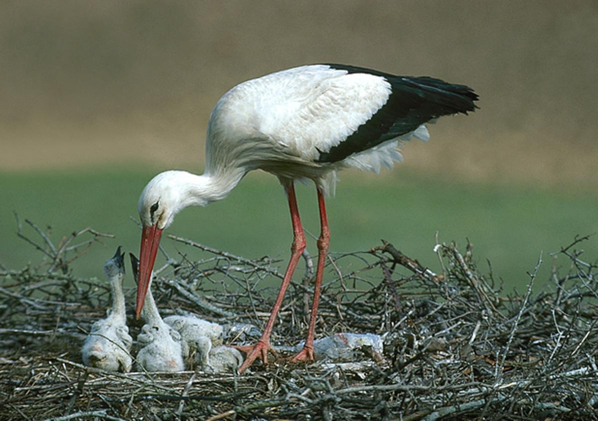 Una cigüeñas cría a sus pollos en el nido.