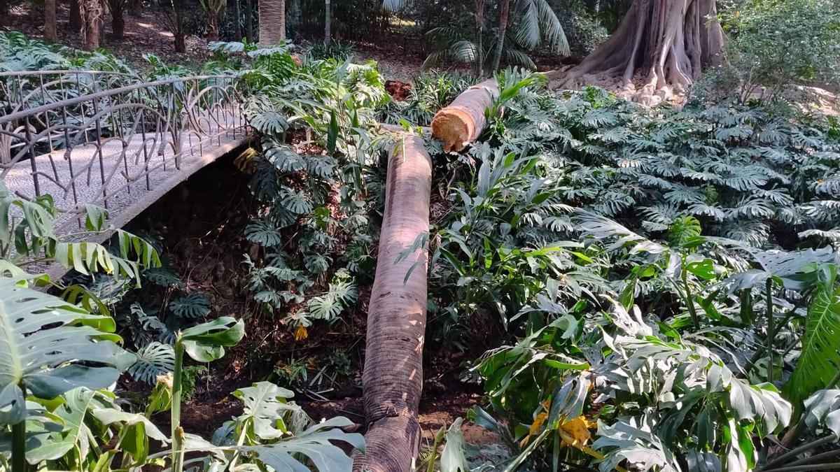 Los restos de la centenaria palmera de Chile, en el Jardín de La Concepción.