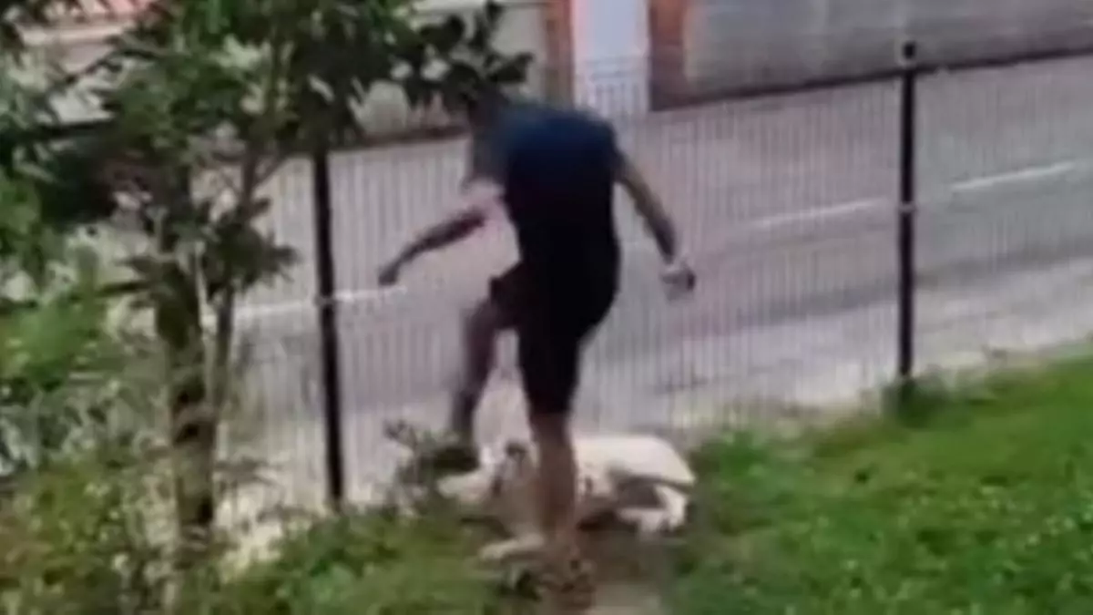 Investigado por una «brutal paliza» a su perro que se difundió en un vídeo por redes sociales