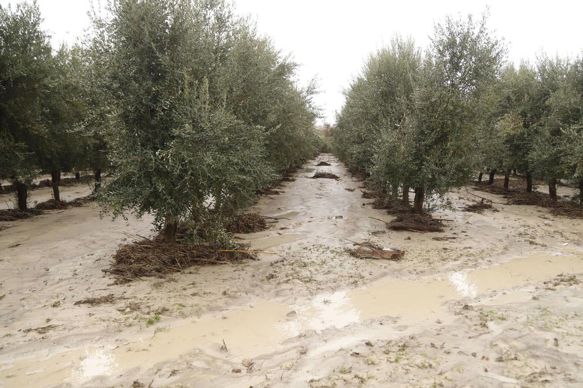 Olivar inundado en la provincia de Córdoba.