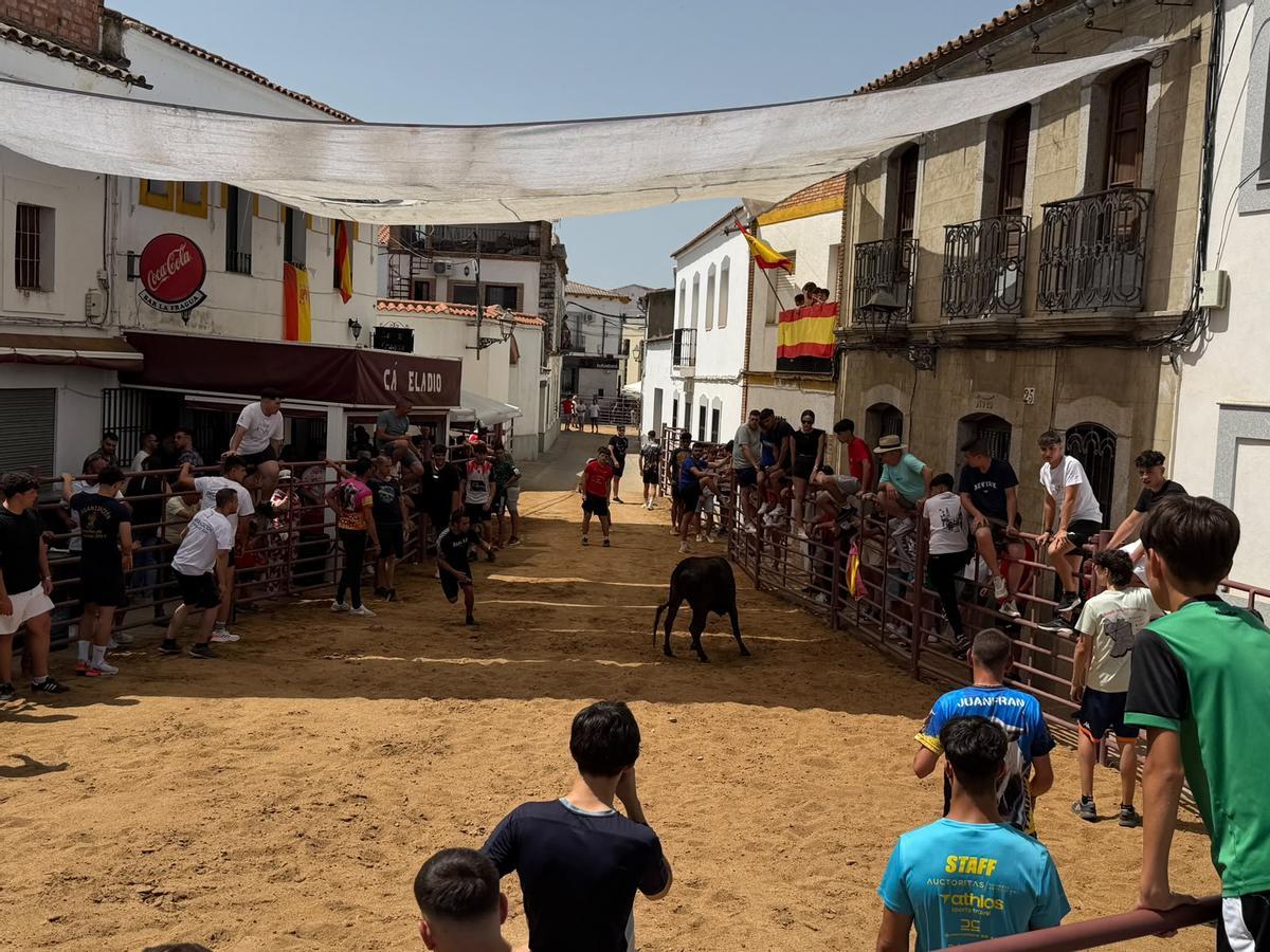 Comienzan los encierros de vacas bravas en la localidad de Alcaracejos: intensidad y emoción en las calles