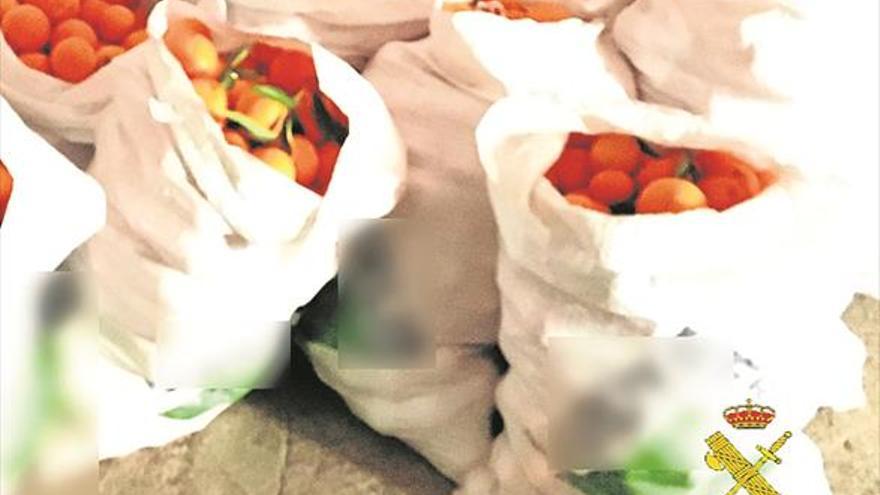 Pillados en Onda con 300 kilos de naranjas robadas dentro del coche