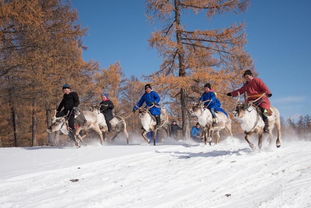 Joves mongols, fent curses amb rens sobre la neu.