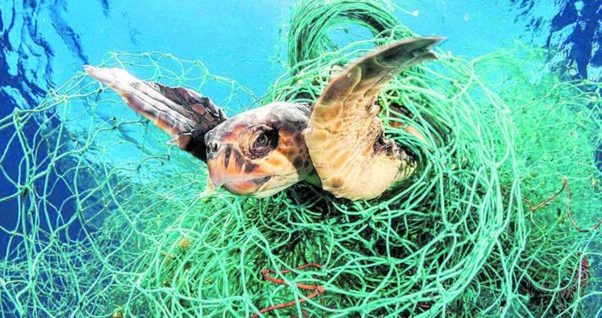 Tiburón atrapado por redes:la muerte en estos casos es una larga agonía.  shutterstock