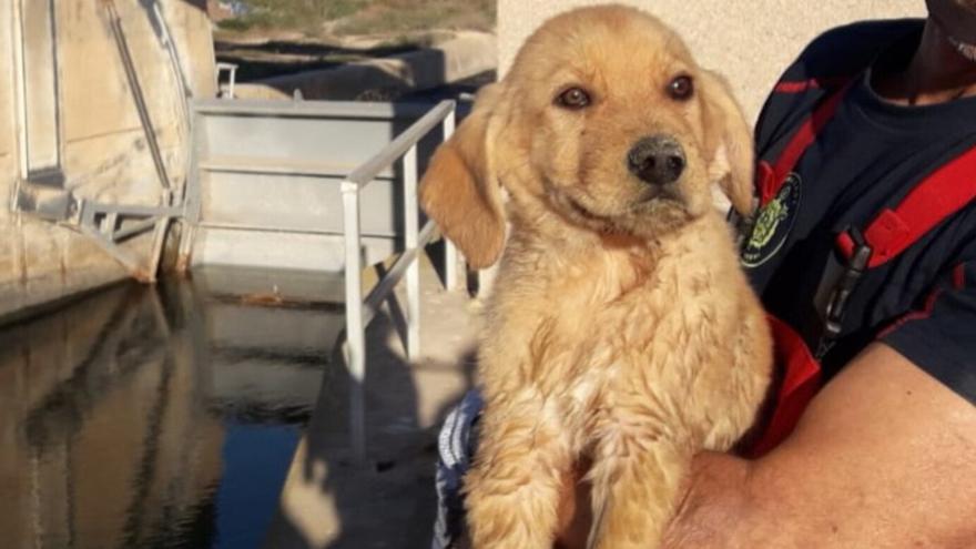 Rescatan a un cachorro en el canal del trasvase en Cartagena