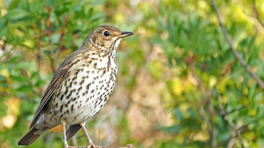 El zorzal común, el ave que siembra semillas a cientos de kilómetros de distancia