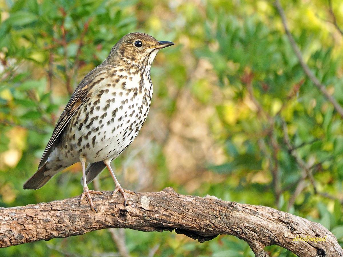 Un ejemplar de zorzal común