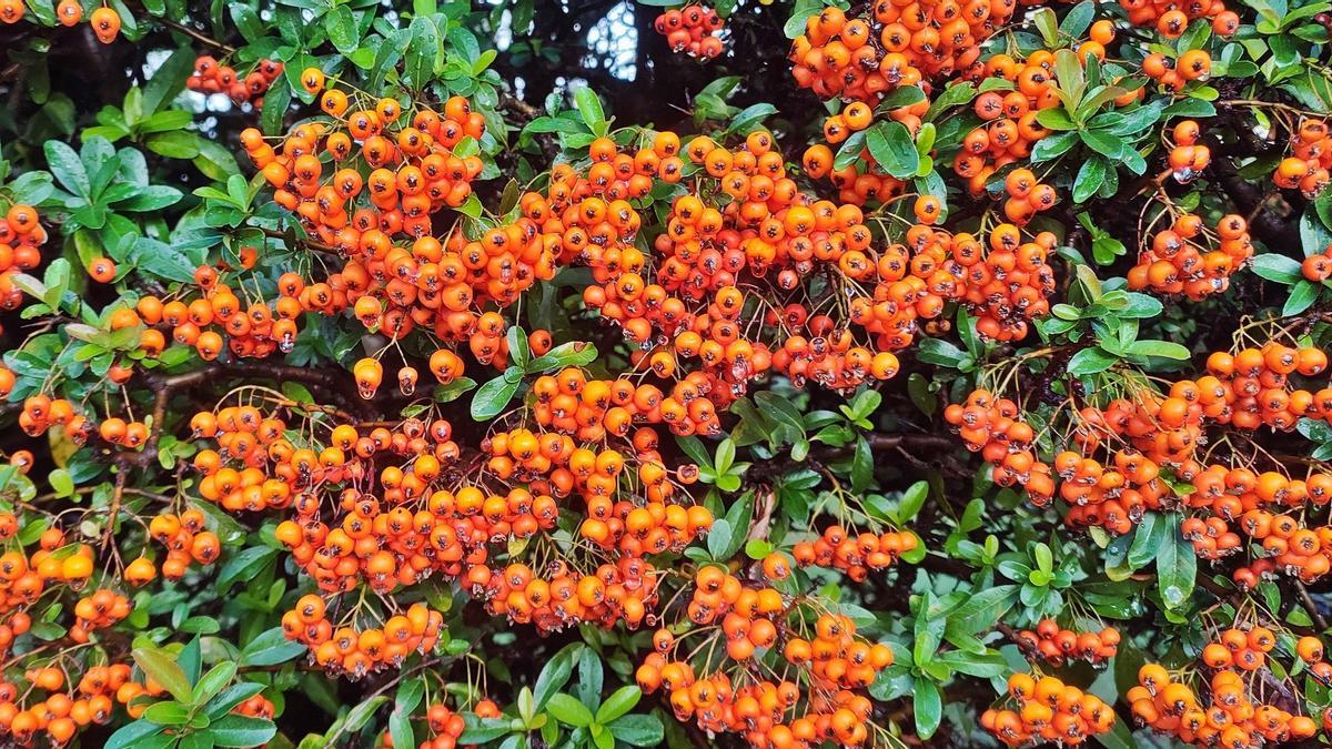 Plantes de tardor.