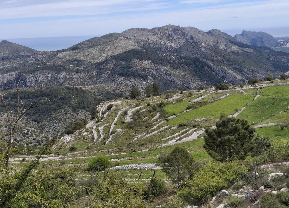 Los bancales están esplendorosos tras las copiosas lluvias del invierno
