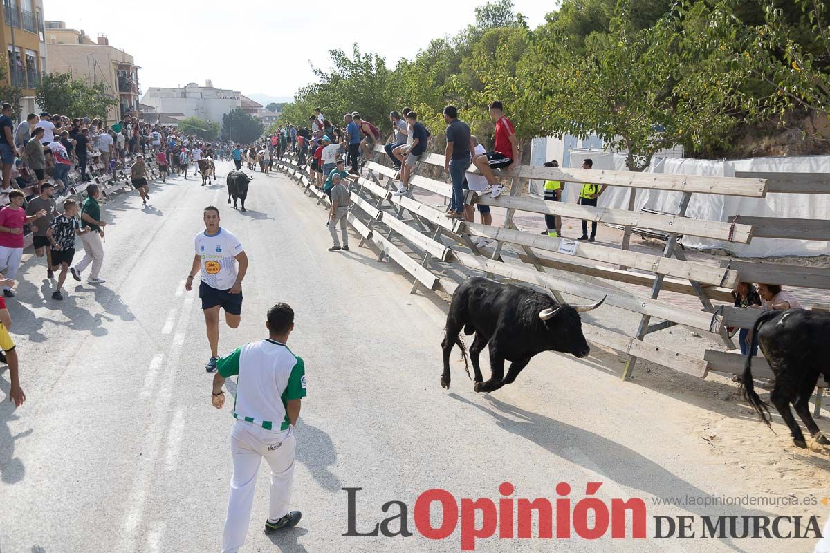 Quinto encierro de la Feria Taurina del Arroz en Calasparra