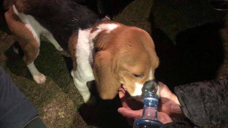 Beagle rescatado ayer del fondo de un acantilado en O Seixo Branco