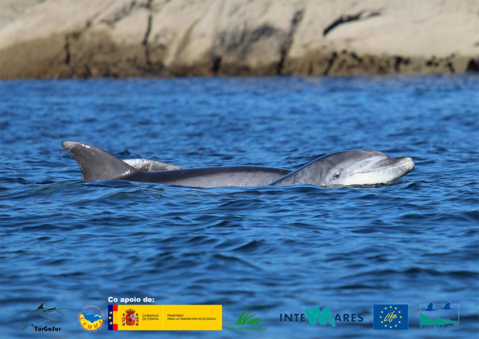 Rac y Flash, dos delfines de ruta por Galicia