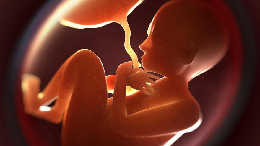 Ilustración de un feto dentro de la bolsa uterina.