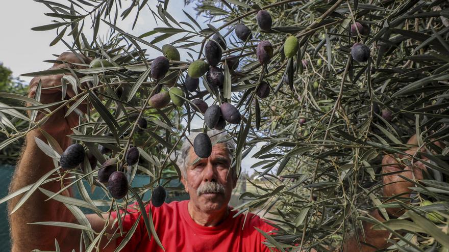 La cosecha  de aceitunas sube un 16 %  y garantiza el aceite oliva en la provincia de Alicante