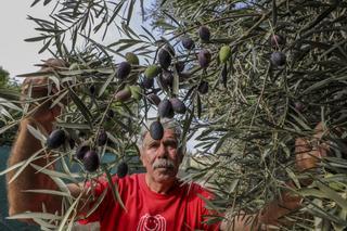 La cosecha  de aceitunas sube un 16 %  y garantiza el aceite oliva en la provincia de Alicante