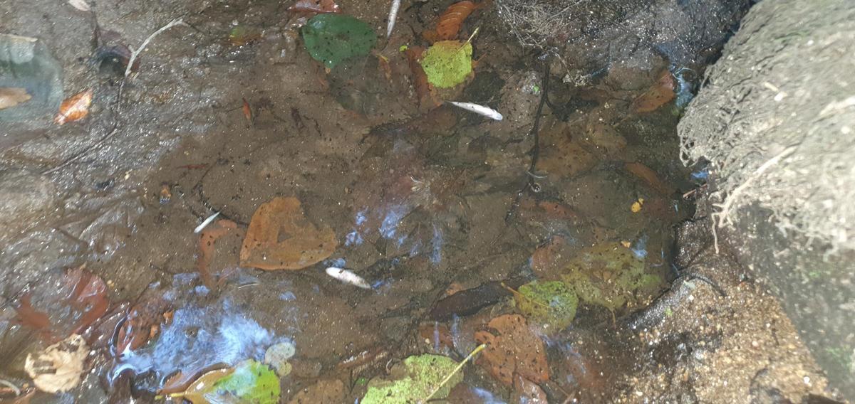 Ejemplares de escalo muertos, flotando sobre el río Gafos.