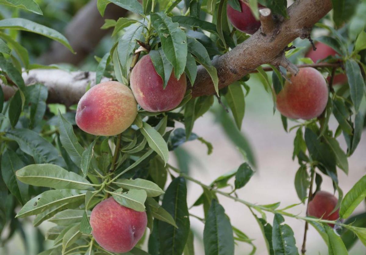 La fruta de verano valenciana sortea la sequía