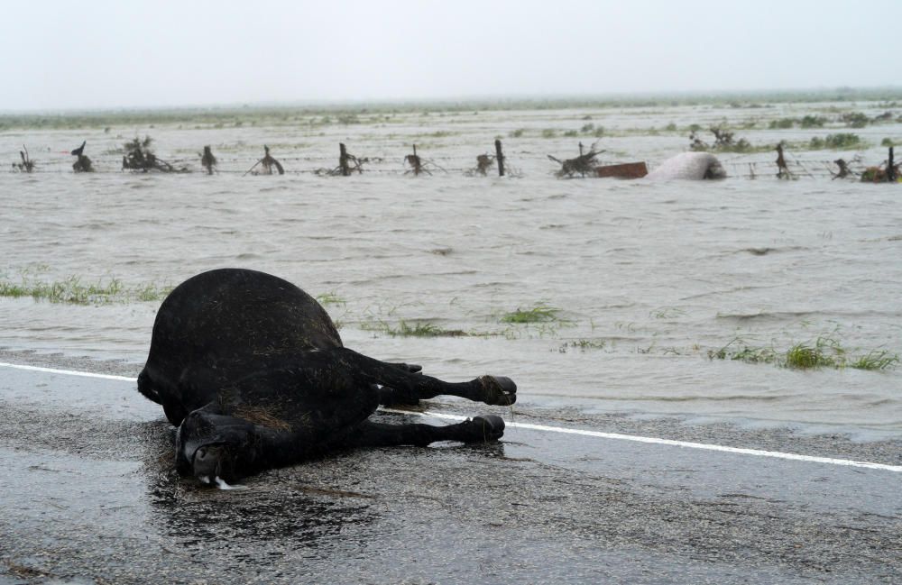 Una vaca muerta por el huracán Harvey.