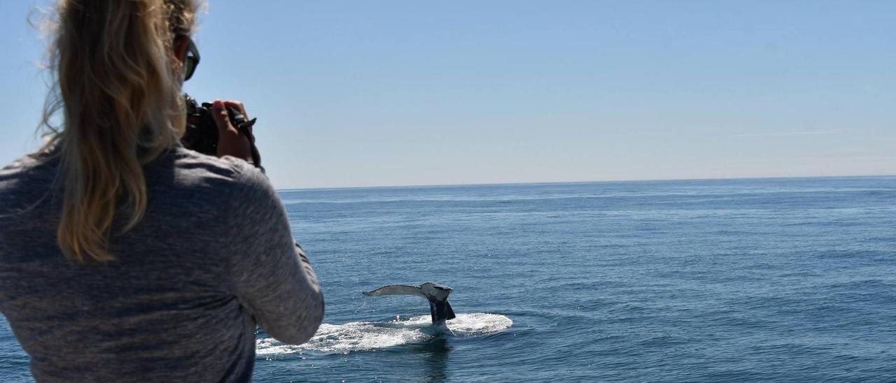 Una integrante del BDRI observando una ballena en la costa de las Rías Baixas.