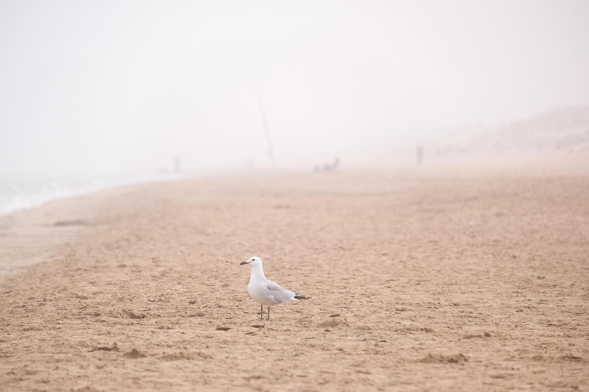 Un espeso banco de niebla engulle la playa de La Marina y El Pinet