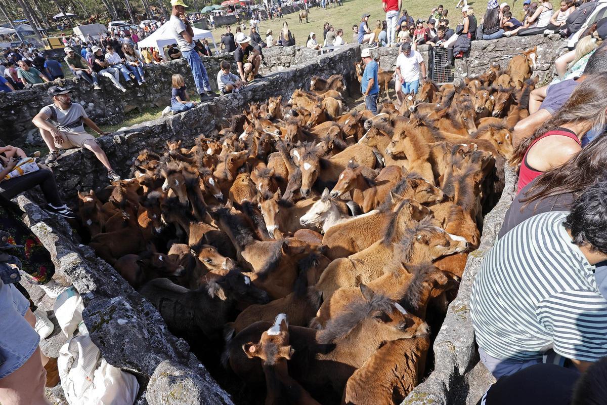 El curro de Mougás reúne a 550 caballos