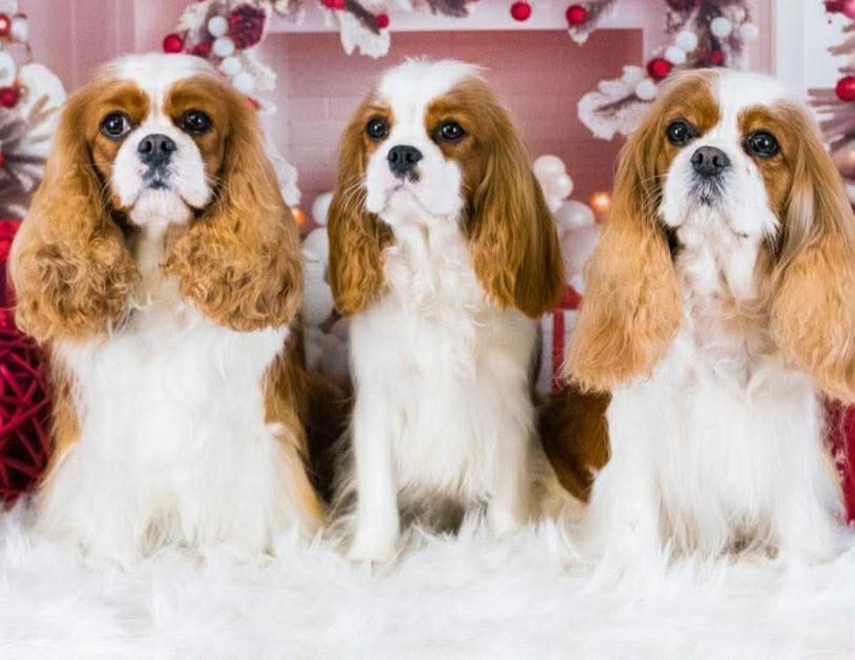 Mía, Minnie y Nala (madre, hija y abuela).