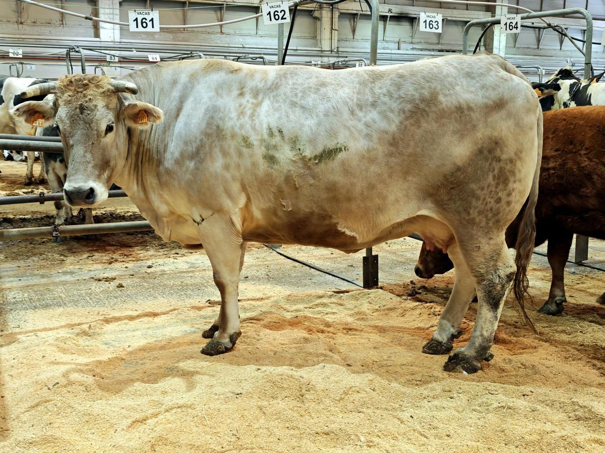 La vaca récord pesa 1.200 kilos