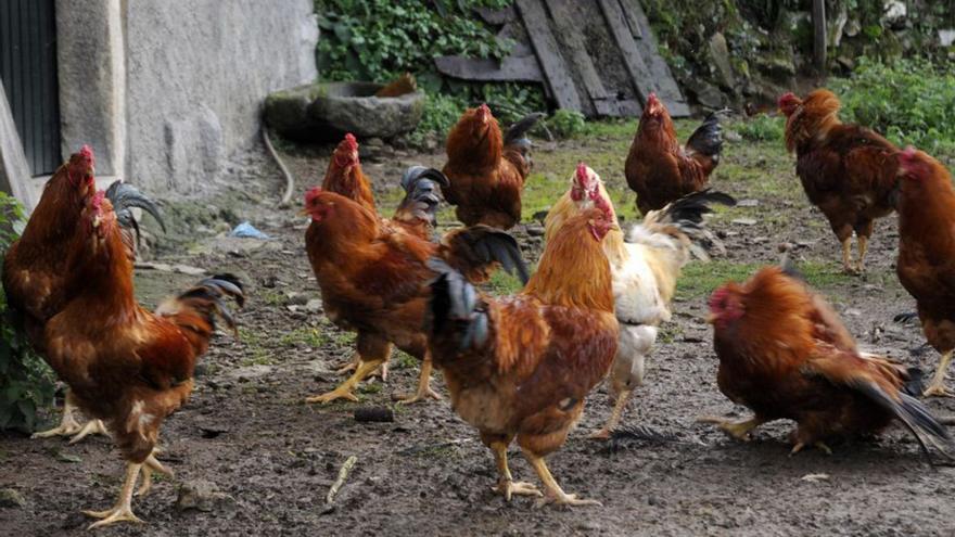 Una explotación de Galo de Curral de Cruces.