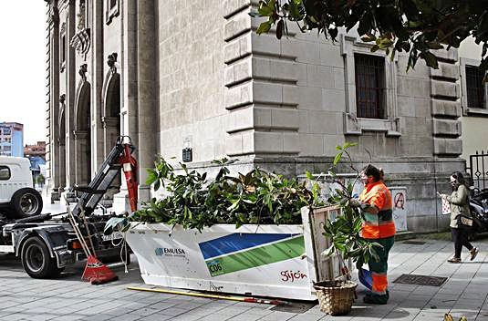  Poda de magnolios en Álvarez Garaya. | Á. G.  D. M.