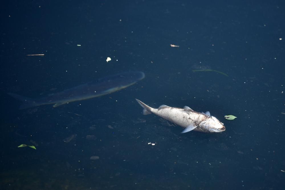 Aparecen peces muertos flotando en el río Lérez