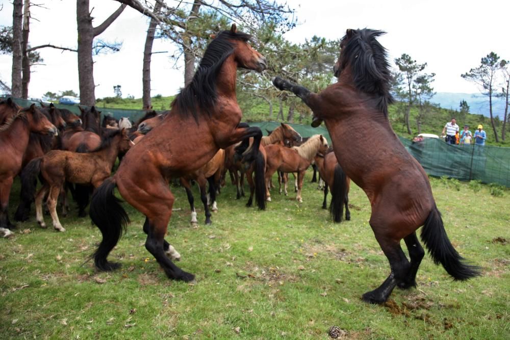 Diferentes grupos de personas fueron tratando de reunir a los caballos de los montes vecinos y conducirlos hasta O Peón