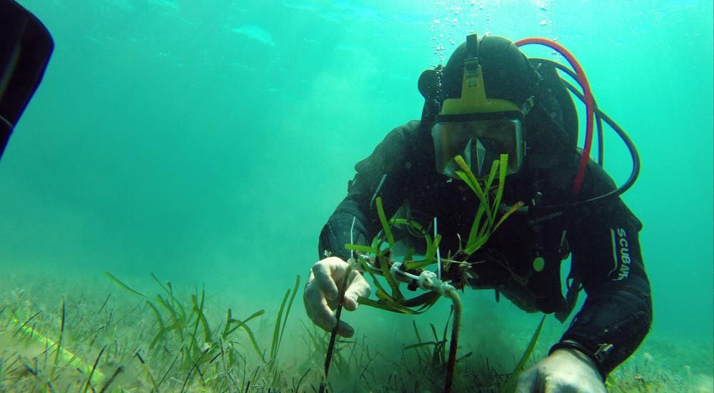 El proyecto de plantación de posidonia en Pollença alcanza el 60% de la superficie prevista