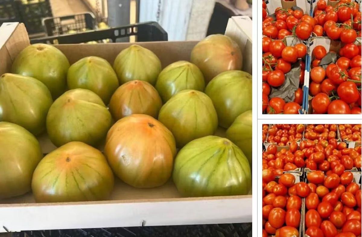 Frutos de una variedad híbrido F1 (derecha) y de una variedad tradicional de tomate (izquierda).