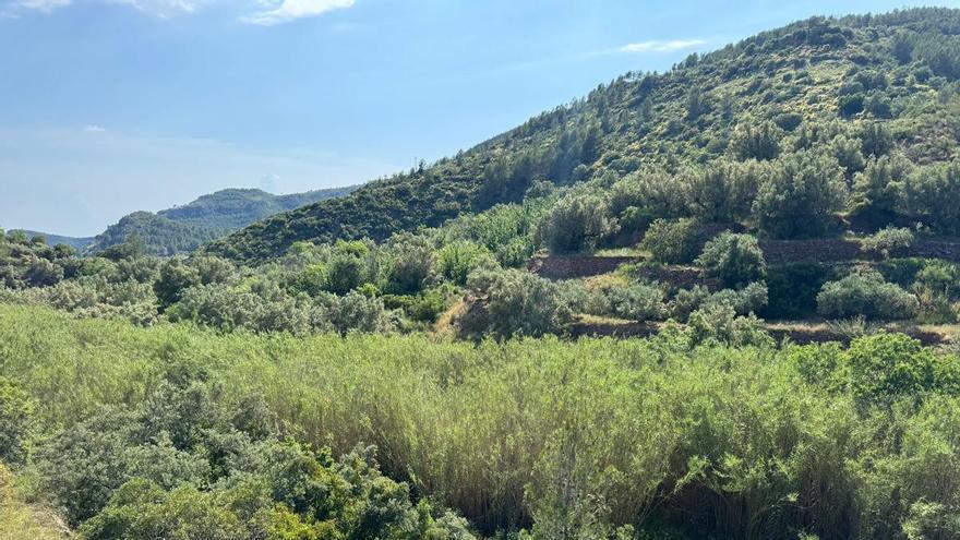 Gátova reclama a la CHJ una actuación urgente contra las cañas invasoras en el barranco del Carraixet