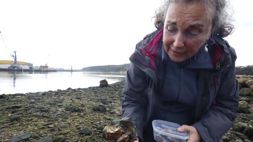 Arriba, Eva García muestra una concha de ostra japonesa con un mejillón pigmeo adherido, en la ría. En el centro, con varios ejemplares de mejillón autóctono (en la imagen, los dos de la derecha) y pigmeo recogidos en la ría. Abajo,  la zona de San Balandrán y la ría. | MIKI LÓPEZ