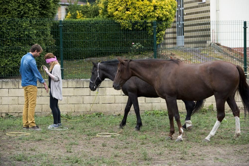 'Coaching' con caballos para empresarios