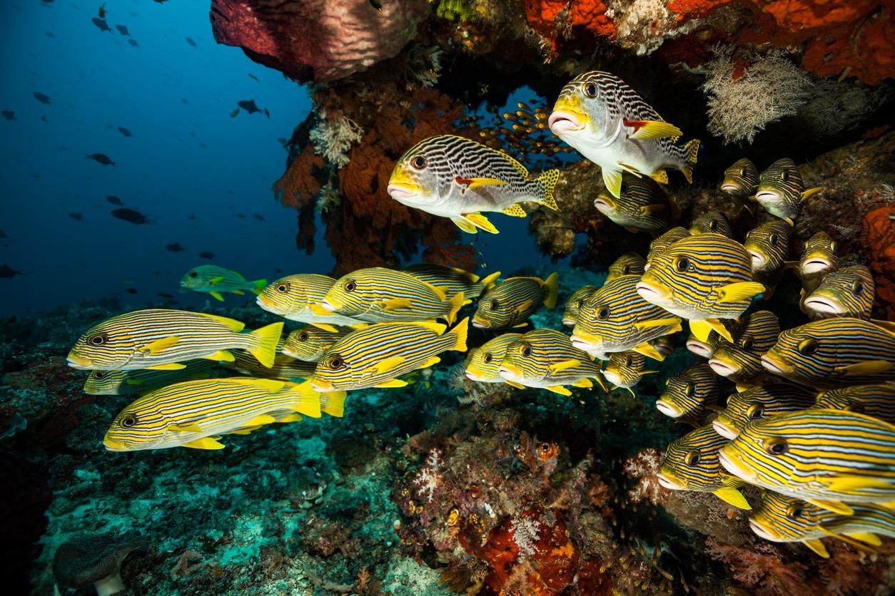 Raja Ampat, Indonesia.