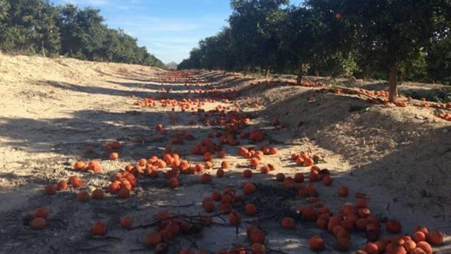 Cosecha perdida de mandarinas en una finca de Torremendo (Orihuela).