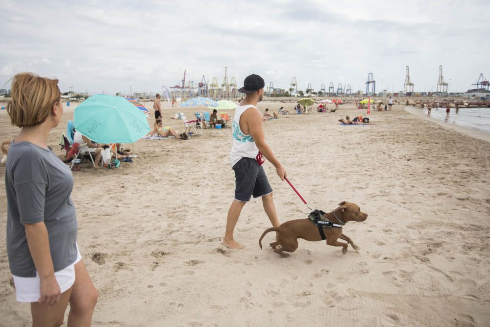 Ambiente en la playa para perros de Pinedo