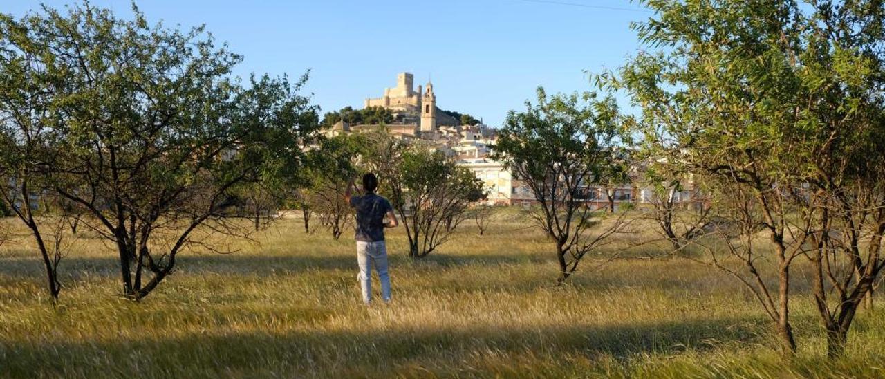 Las fincas de almendros abandonadas se convierten en un foco de propagación de la plaga.