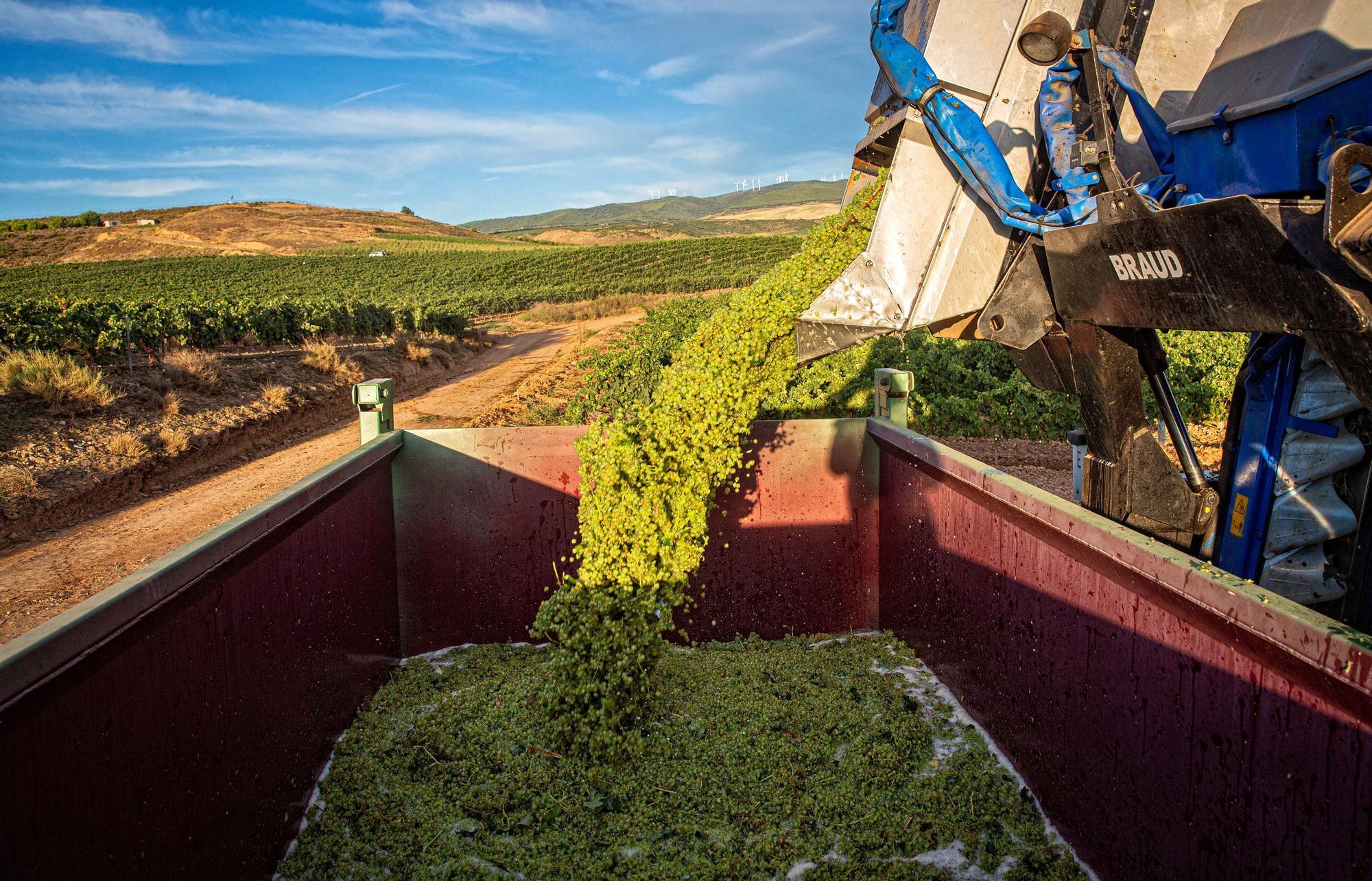 Rioja inicia la vendimia con expectativas de calidad y marcada por la COVID  ALDEANUEVA DE EBRO (LA RIOJA), 17/08/2020.- La bodega cooperativa Viñedos de Aldeanueva, la mayor de Rioja con más de 3.000 hectáreas de viñedo, ha marcado este lunes el comienzo de la vendimia en la Denominación de Origen Calificada (DOCa), que augura unas expectativas de calidad en la cosecha, por el buen estado sanitario que en general presenta el viñedo y que se inicia con todas las cautelas puestas, ante la situación generada por la COVID-19. EFE/Raquel Manzanares  Aldeanueva de Ebro (La Rioja)