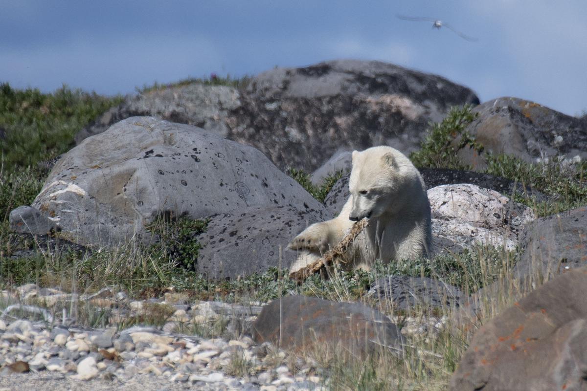 Así viven los osos polares en Hudson Bay, cerca de Churchill (Canadá).