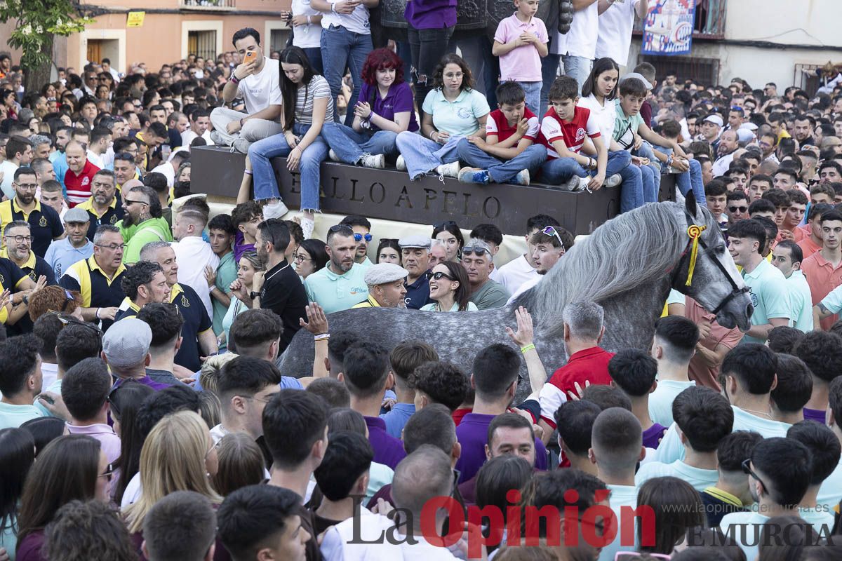 Fiestas de Caravaca | Entrega de premios del concurso morfológico